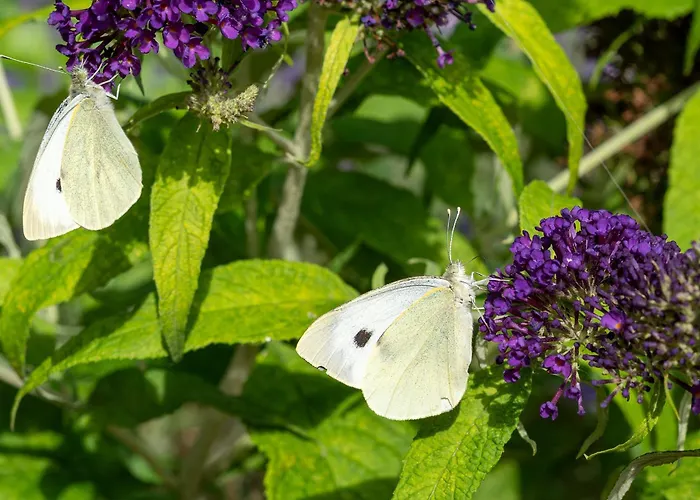 Daire Dorfstrasse 24 Henne *